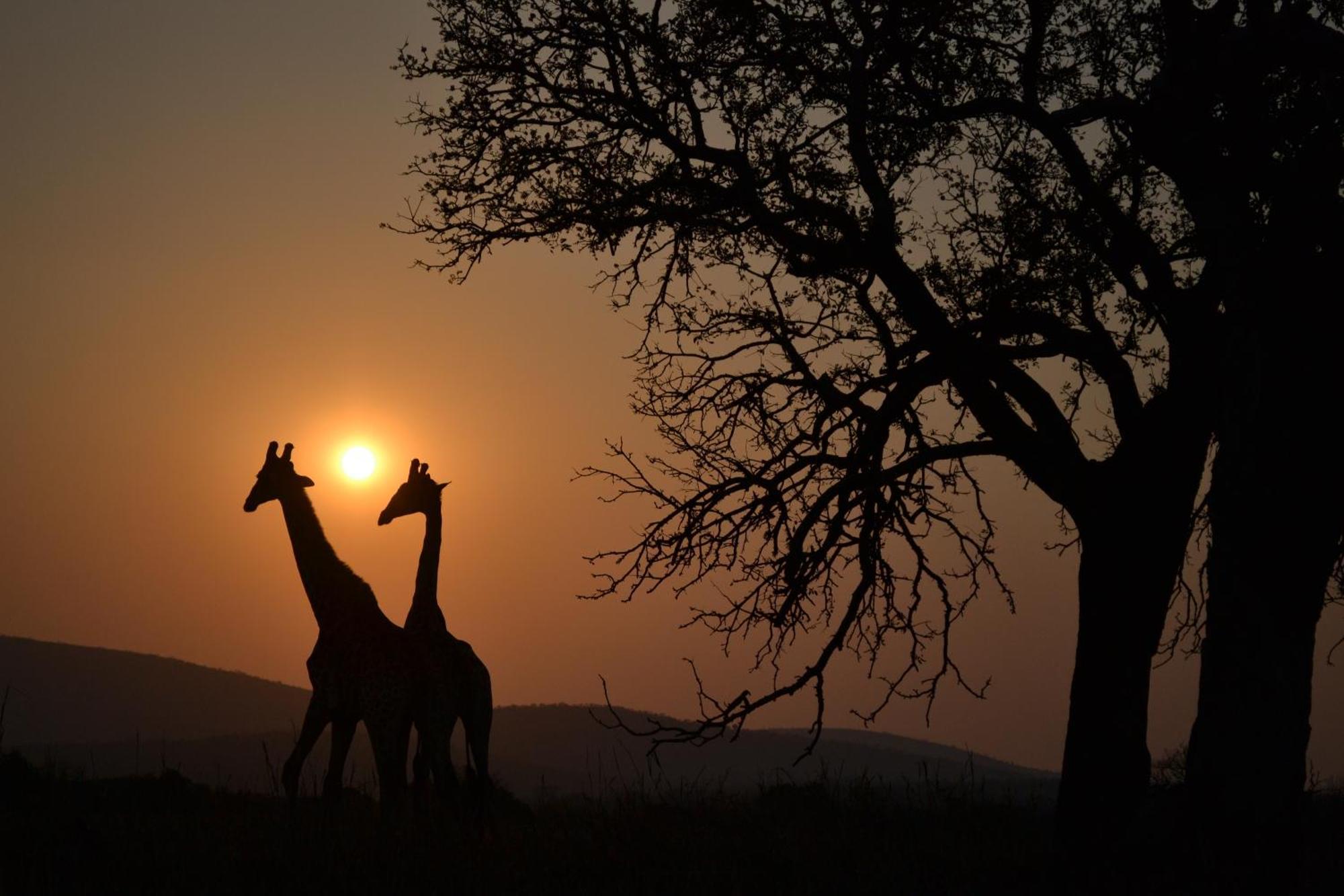 豹山野外旅行小屋 Manyoni Private Game Reserve 外观 照片