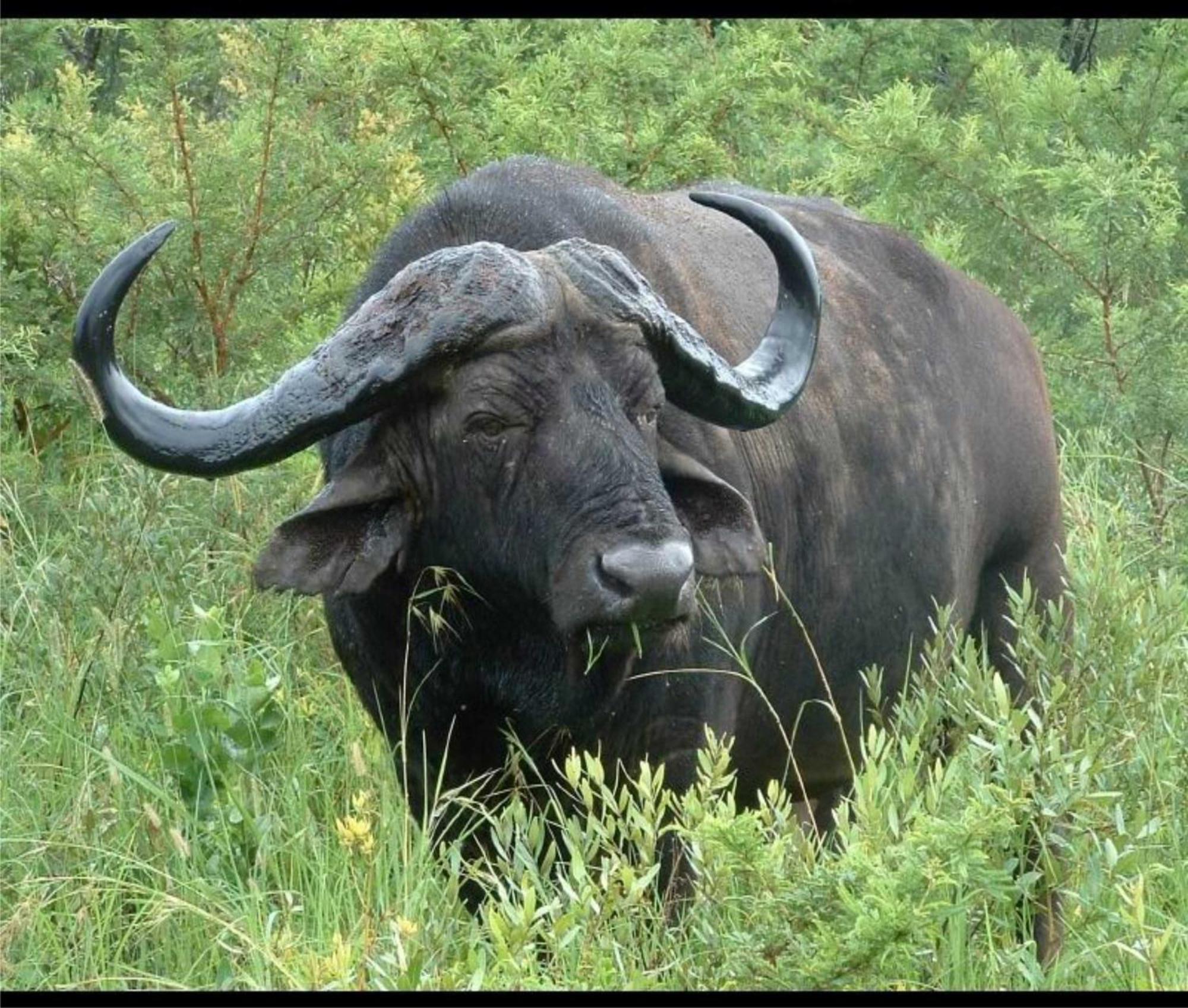 豹山野外旅行小屋 Manyoni Private Game Reserve 外观 照片