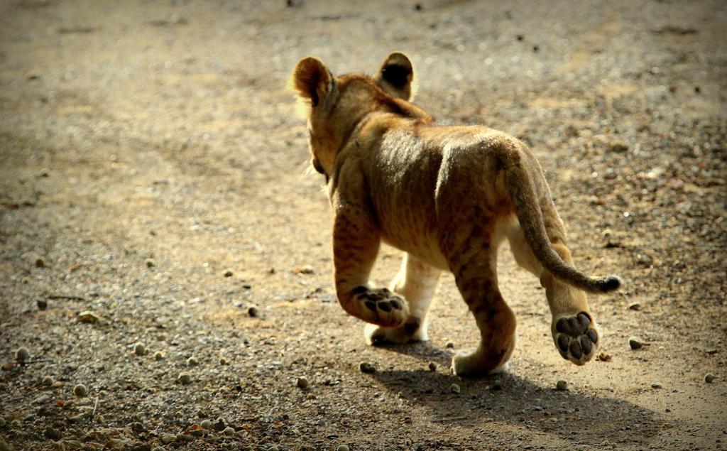 豹山野外旅行小屋 Manyoni Private Game Reserve 外观 照片
