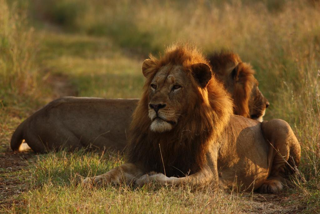 豹山野外旅行小屋 Manyoni Private Game Reserve 外观 照片