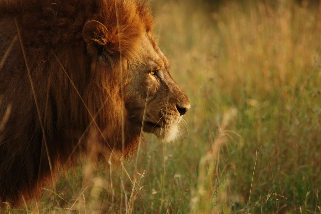 豹山野外旅行小屋 Manyoni Private Game Reserve 外观 照片