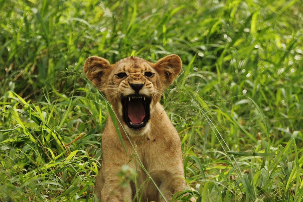 豹山野外旅行小屋 Manyoni Private Game Reserve 外观 照片