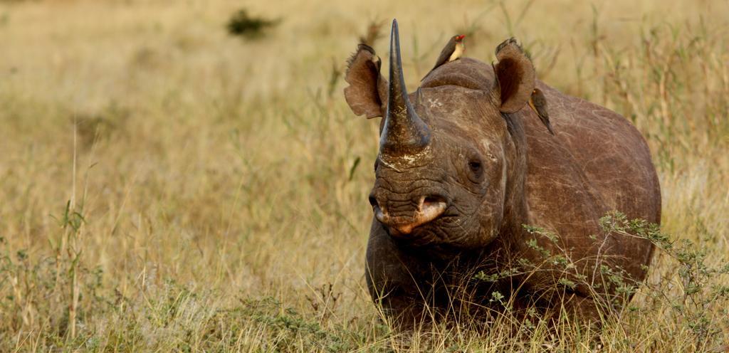 豹山野外旅行小屋 Manyoni Private Game Reserve 外观 照片