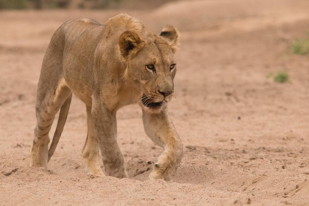 豹山野外旅行小屋 Manyoni Private Game Reserve 外观 照片