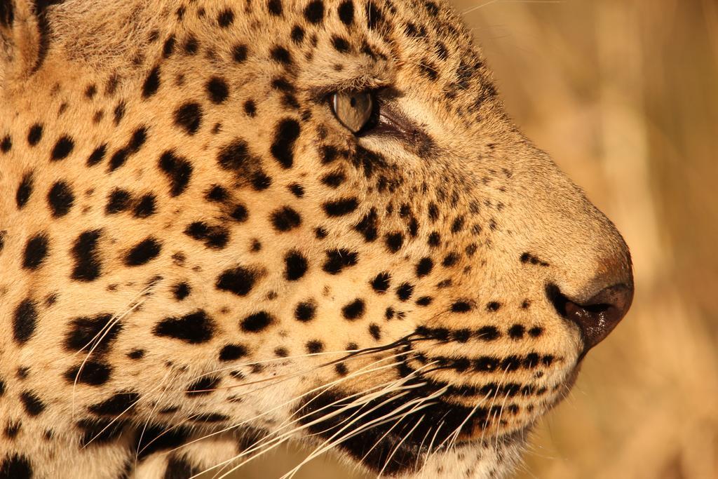 豹山野外旅行小屋 Manyoni Private Game Reserve 外观 照片