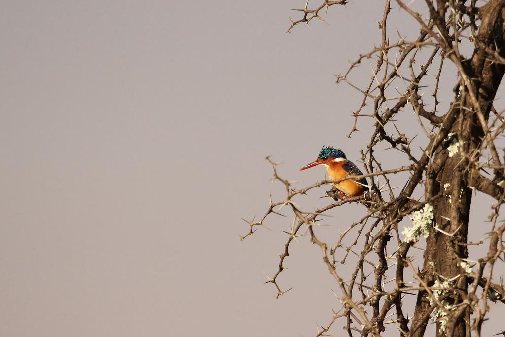 豹山野外旅行小屋 Manyoni Private Game Reserve 外观 照片