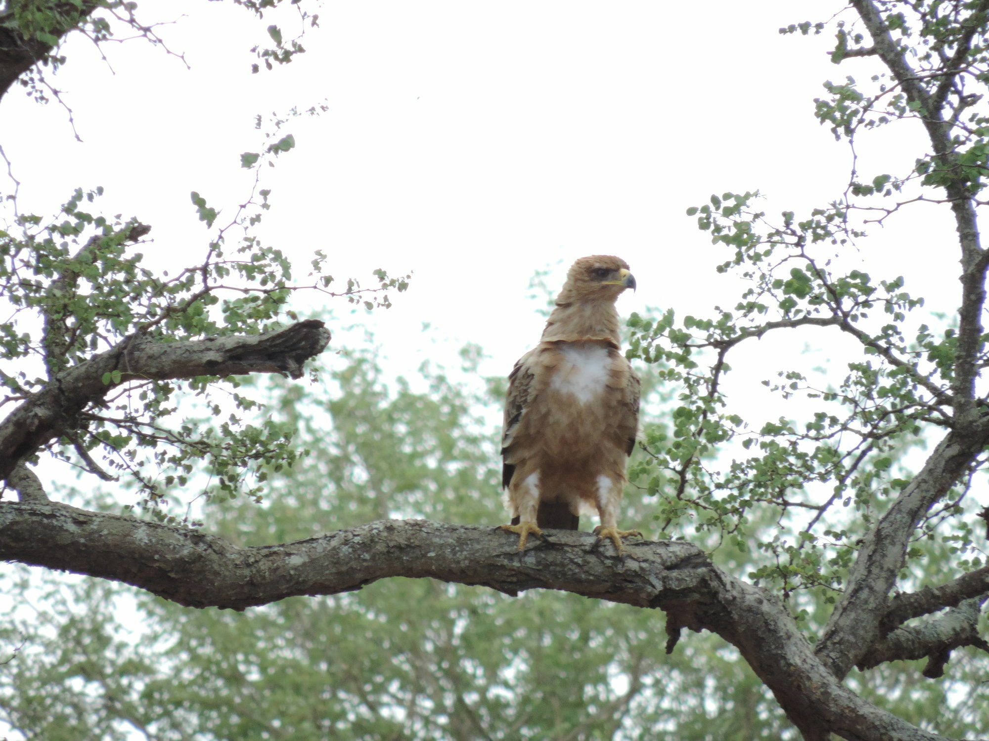 豹山野外旅行小屋 Manyoni Private Game Reserve 外观 照片